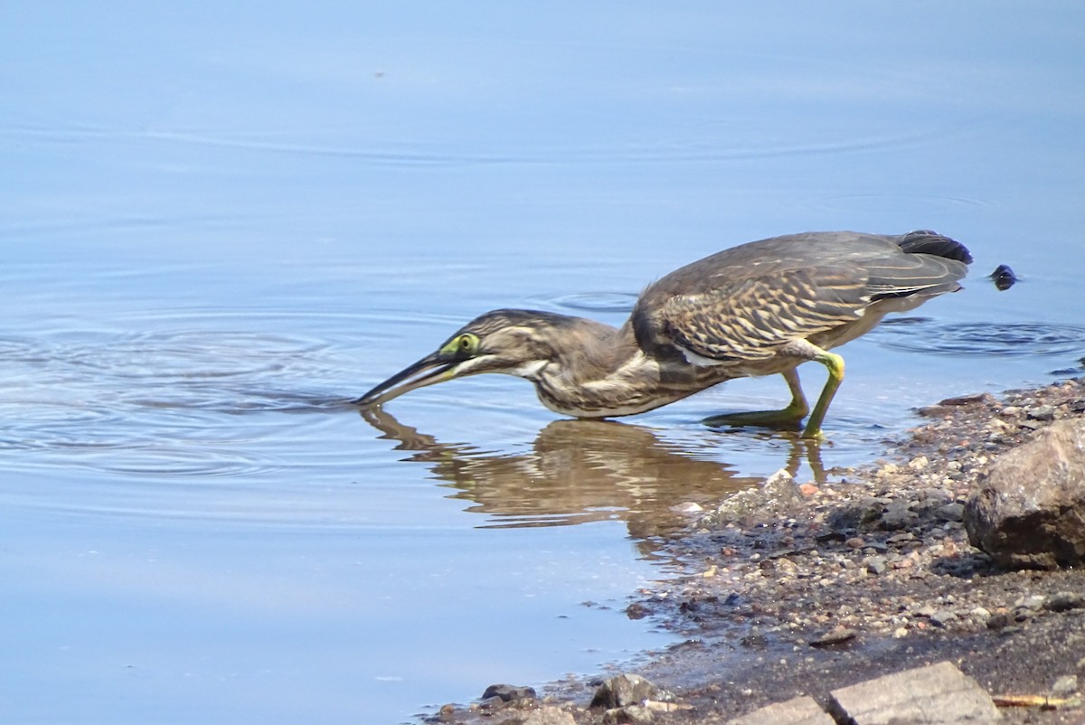 Striated Heron - ML615080481