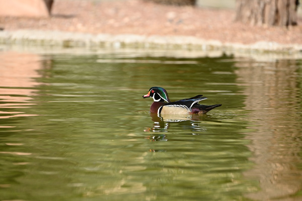 Wood Duck - ML615080506