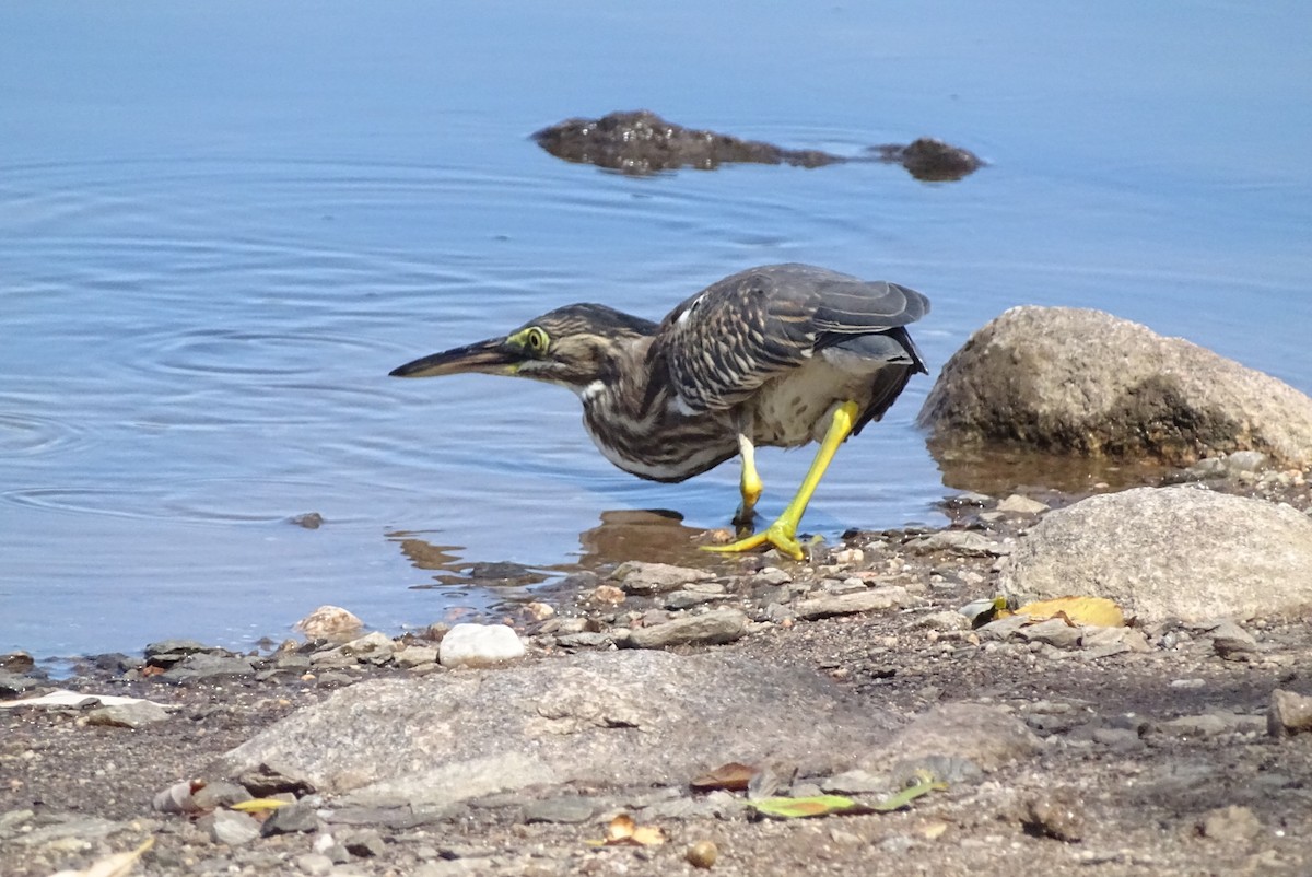 Striated Heron - ML615080507