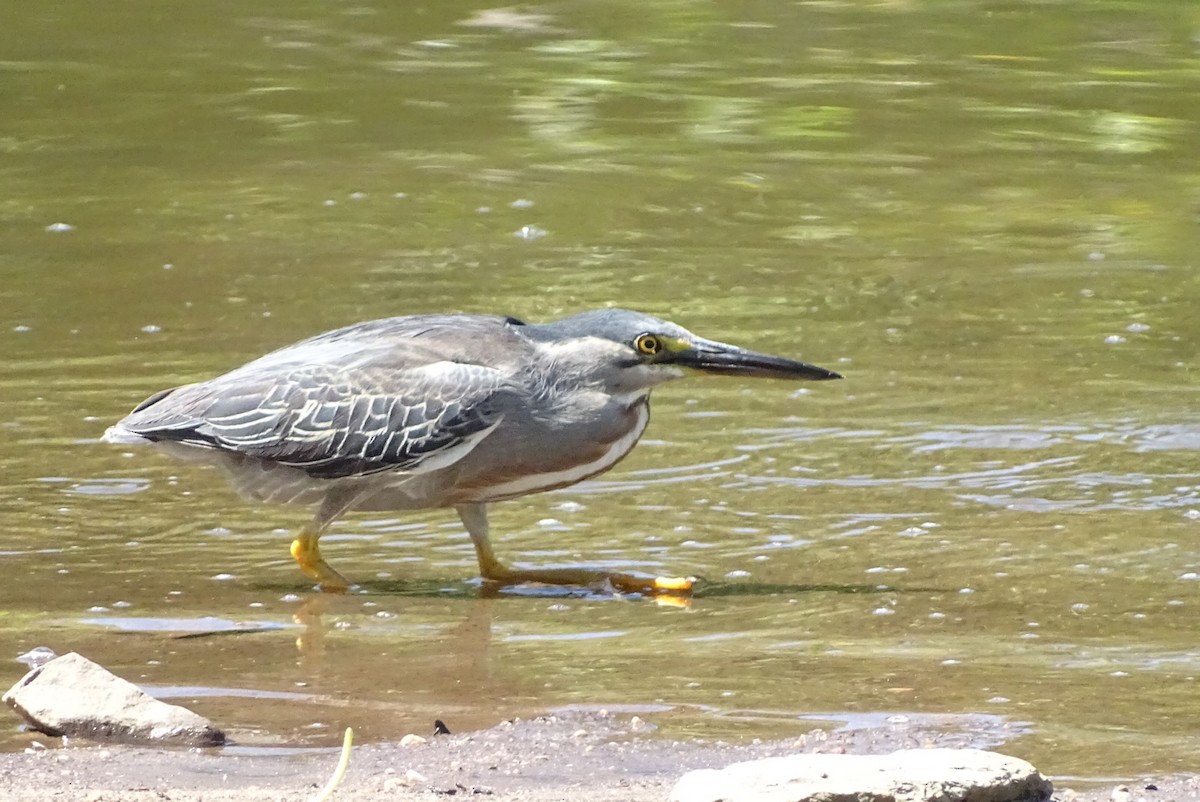 Striated Heron - ML615080508