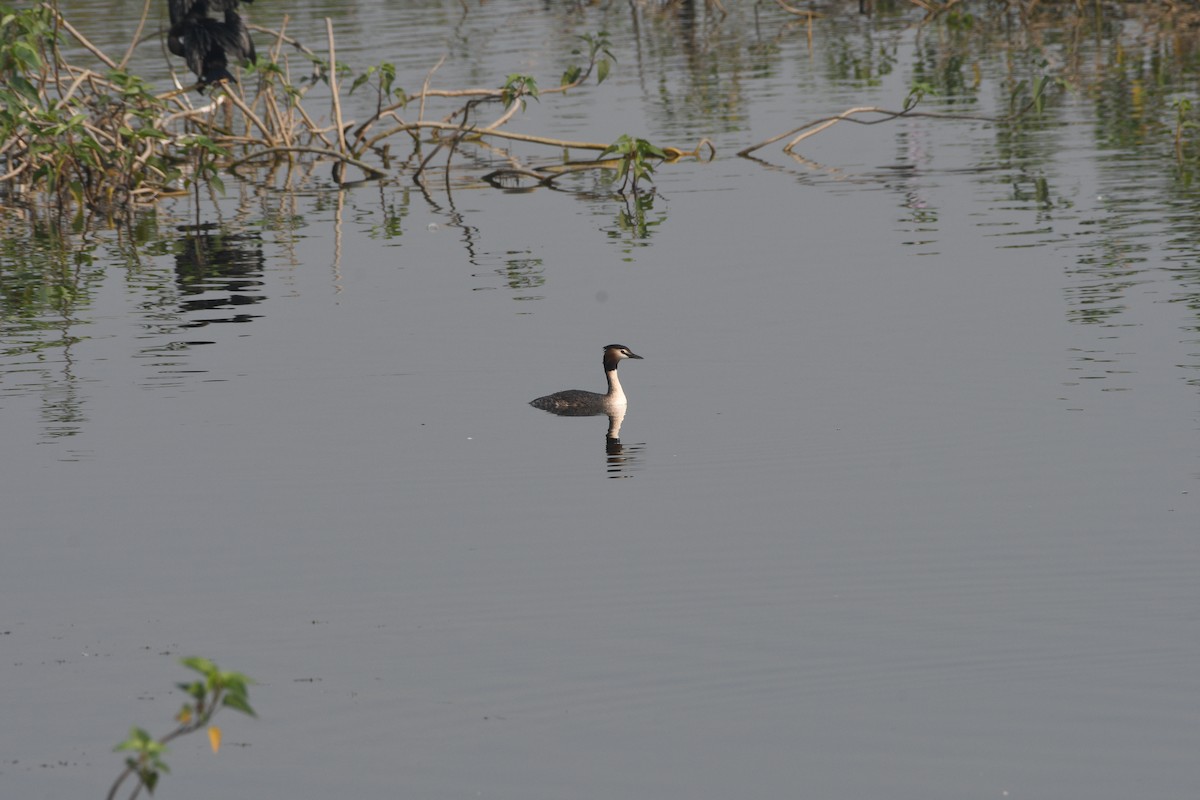 Great Crested Grebe - ML615080568