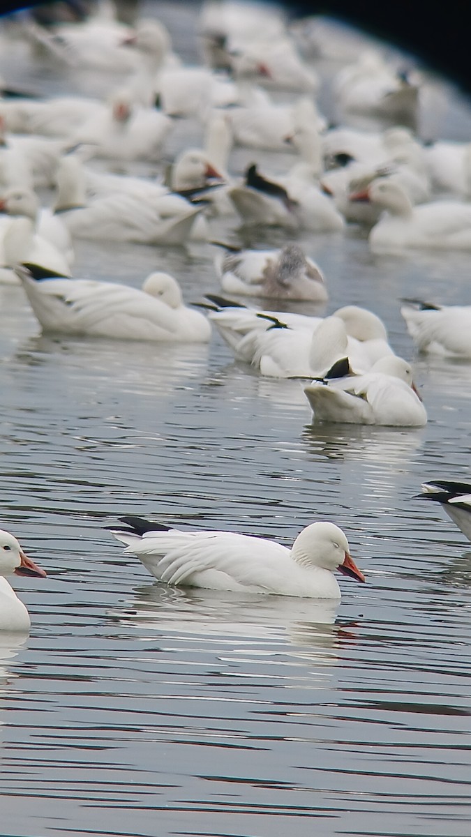 Snow Goose - Jacob E