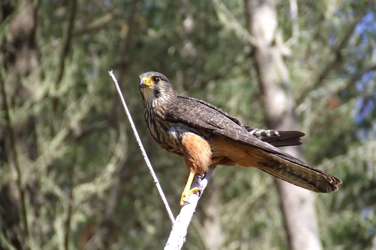 New Zealand Falcon - ML615080668