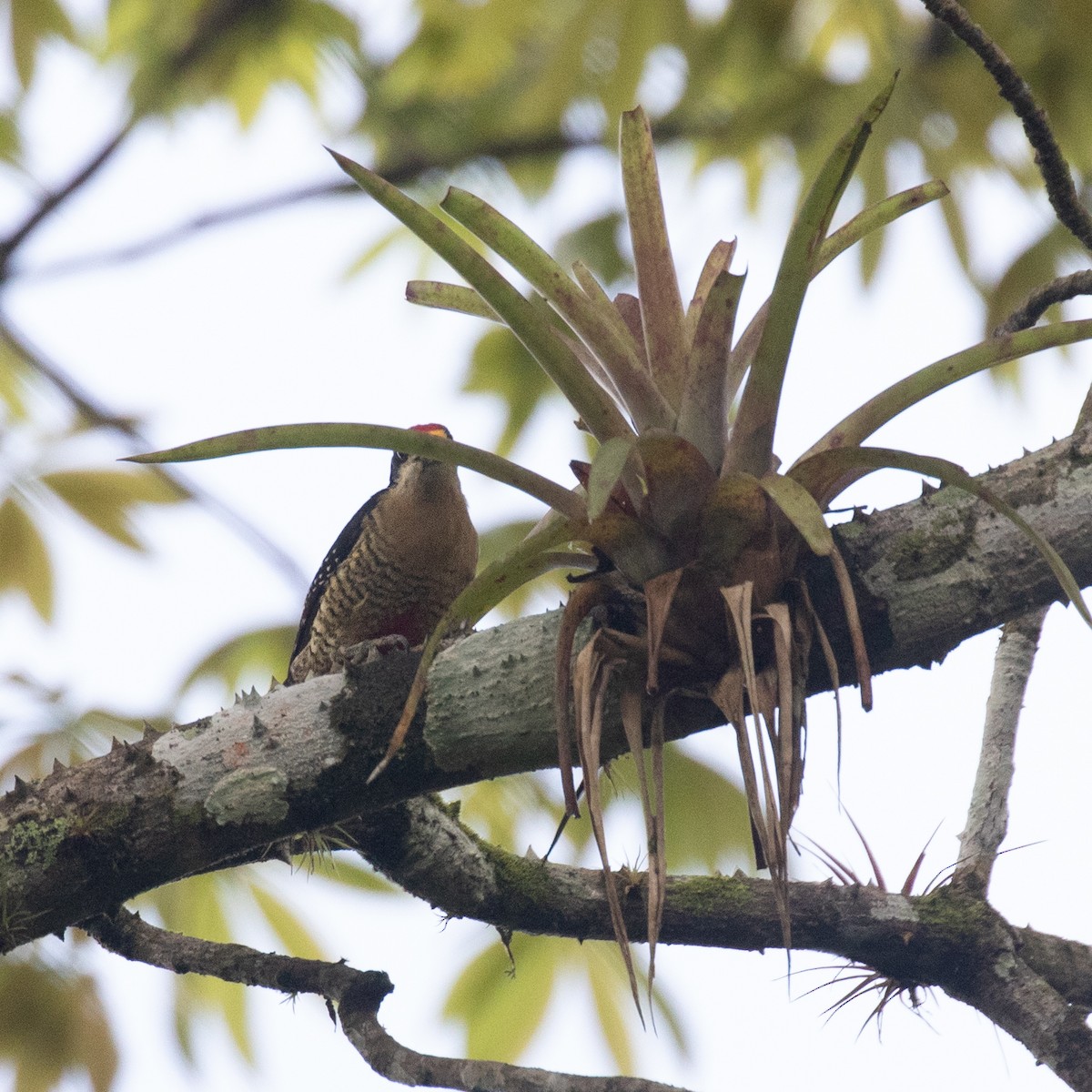 Black-cheeked Woodpecker - ML615080719