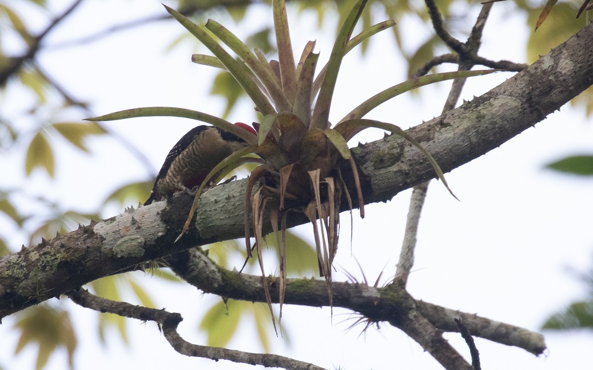 Black-cheeked Woodpecker - PATRICK BEN SOUSSAN