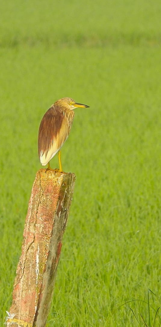 Indian Pond-Heron - ML615080845