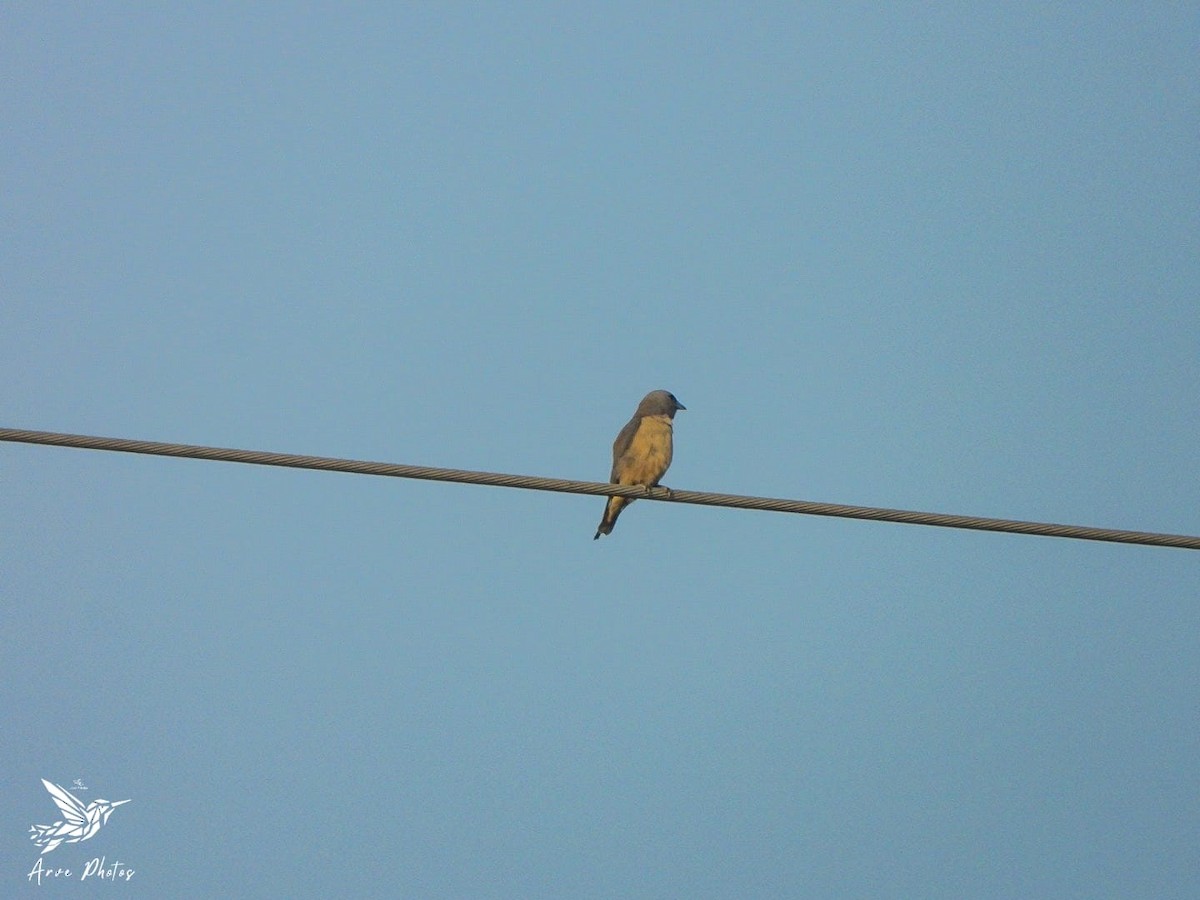 Ashy Woodswallow - Sanjeev Menon