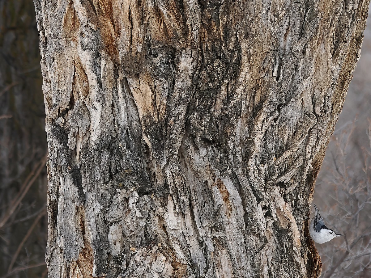 White-breasted Nuthatch - Isaac Newell