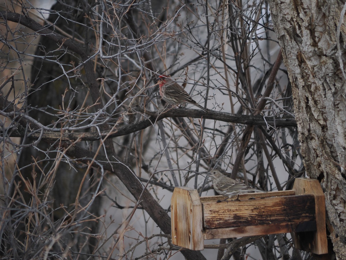 House Finch - ML615080901