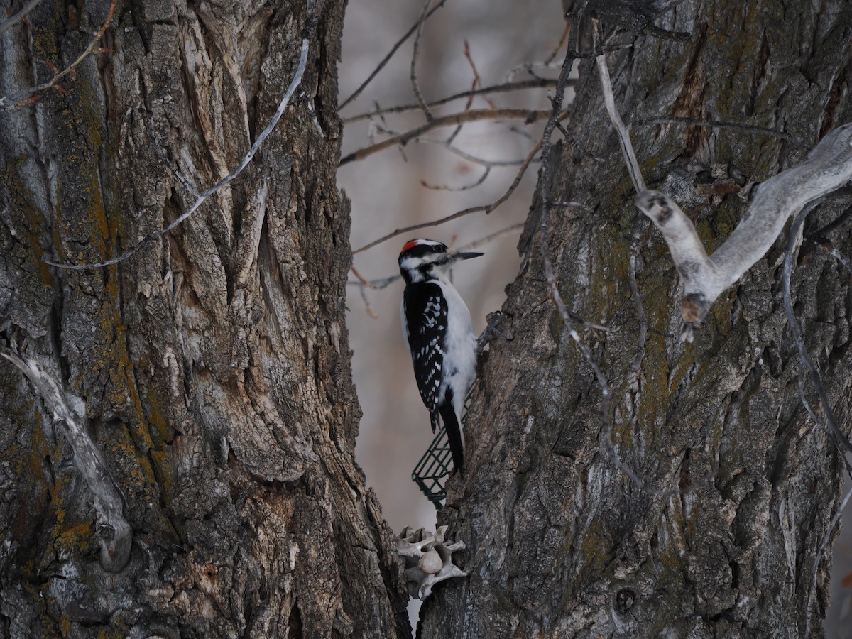 Hairy Woodpecker - Isaac Newell
