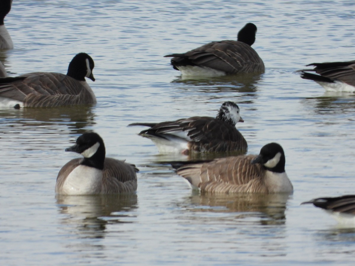 Ross's x Cackling Goose (hybrid) - ML615080908