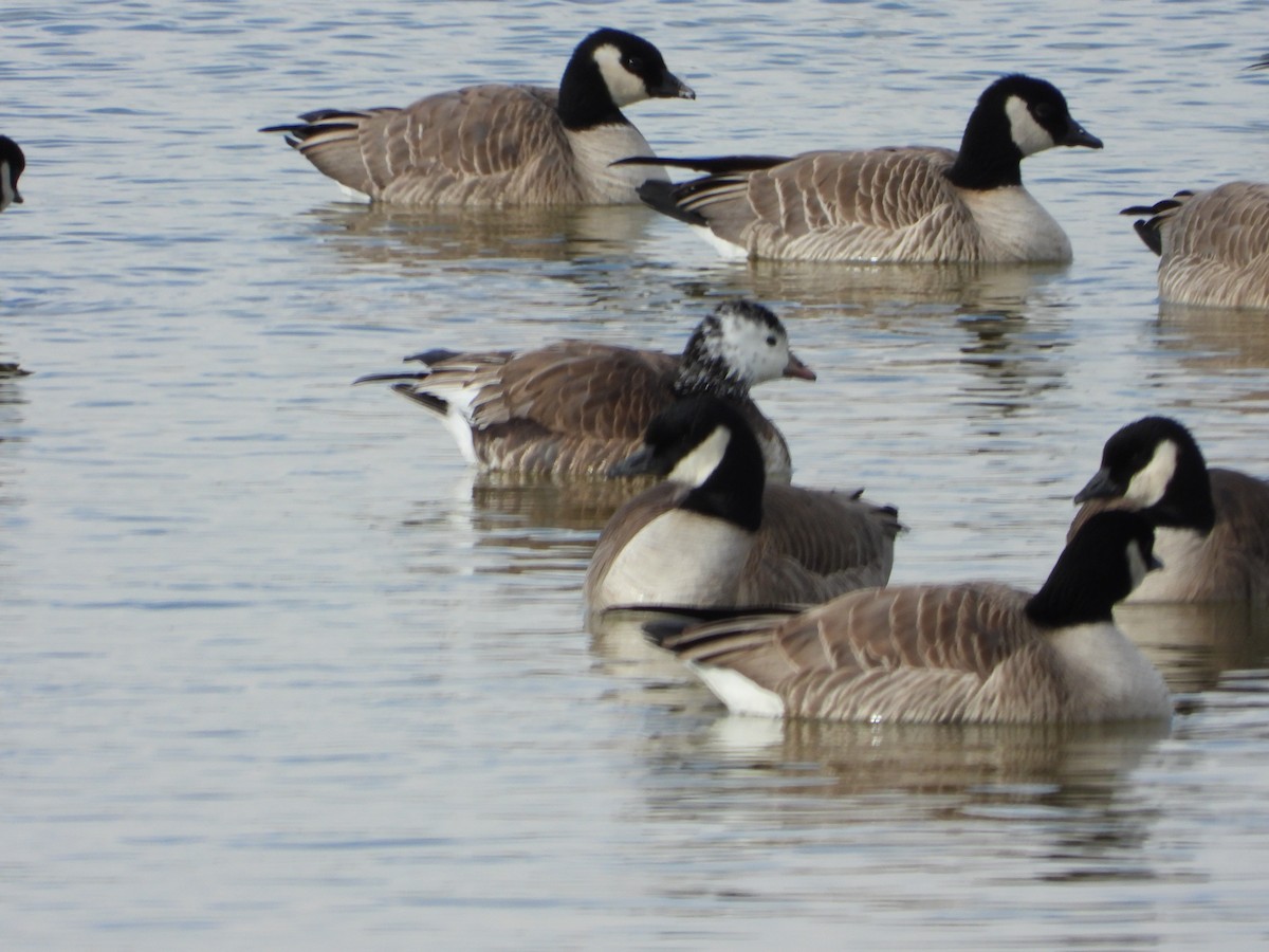 Ross's x Cackling Goose (hybrid) - ML615080910