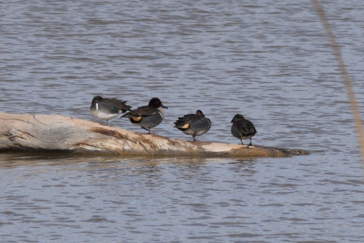 Green-winged Teal (American) - ML615080927