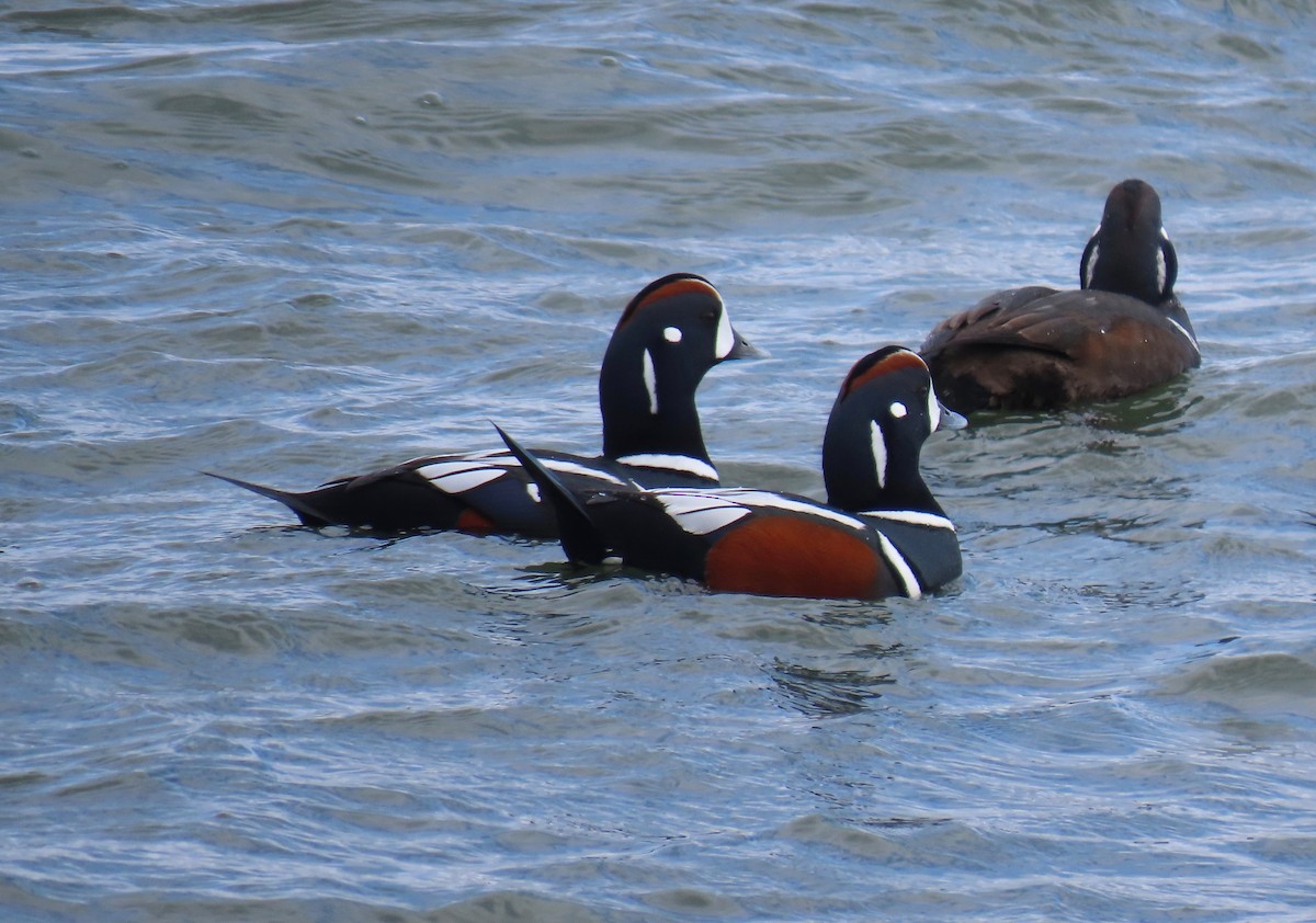 Harlequin Duck - Mirat Shah