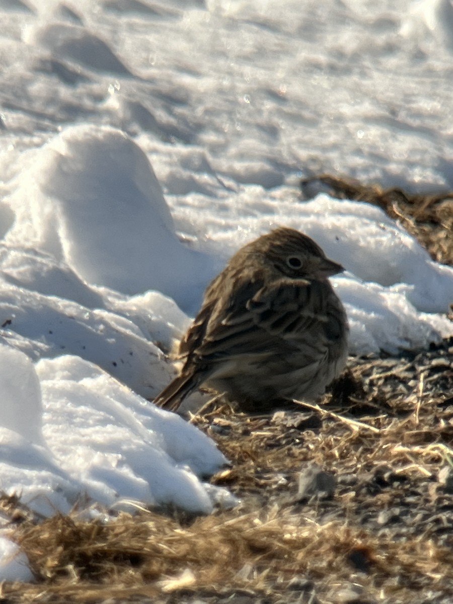 Vesper Sparrow - ML615081018