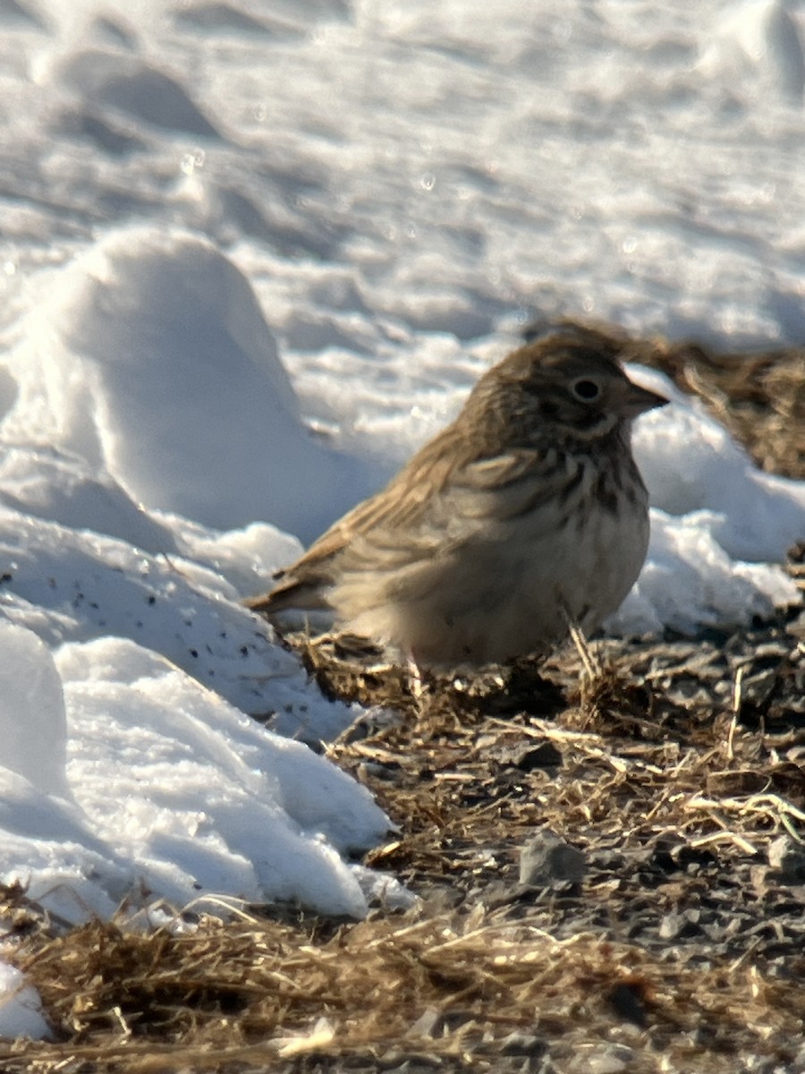 Vesper Sparrow - ML615081019