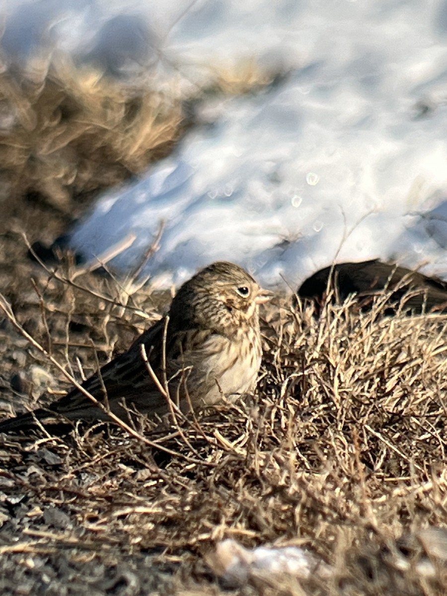 Vesper Sparrow - ML615081021