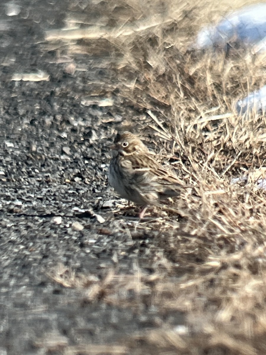 Vesper Sparrow - ML615081022