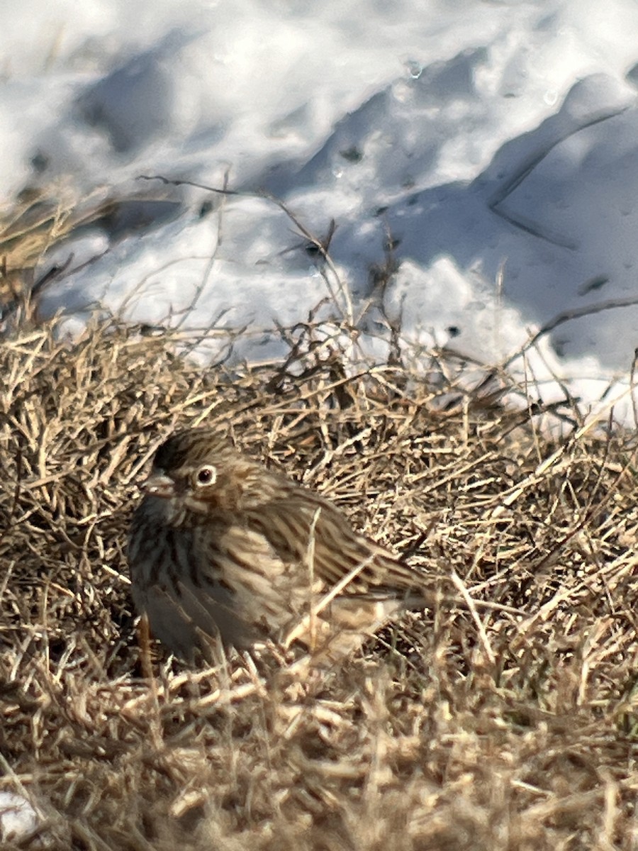 Vesper Sparrow - ML615081023