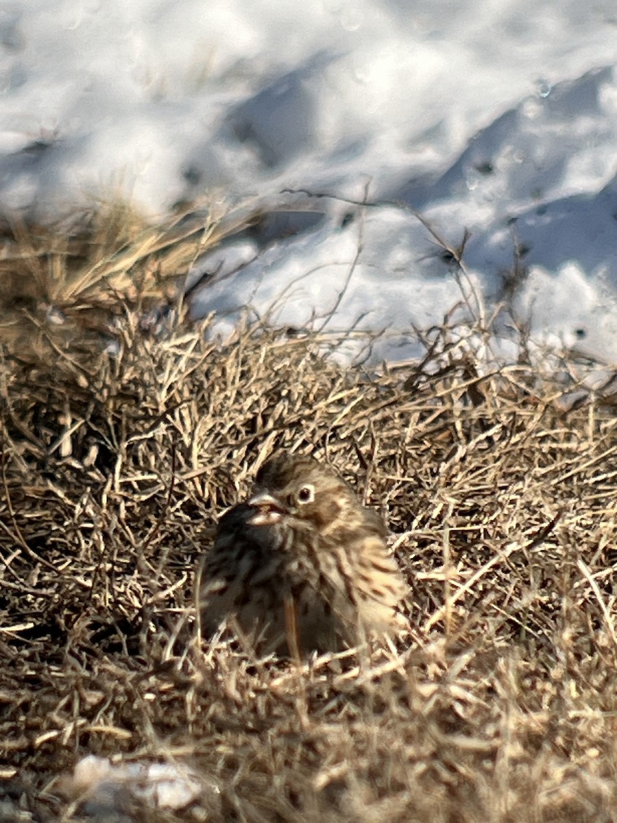 Vesper Sparrow - ML615081025