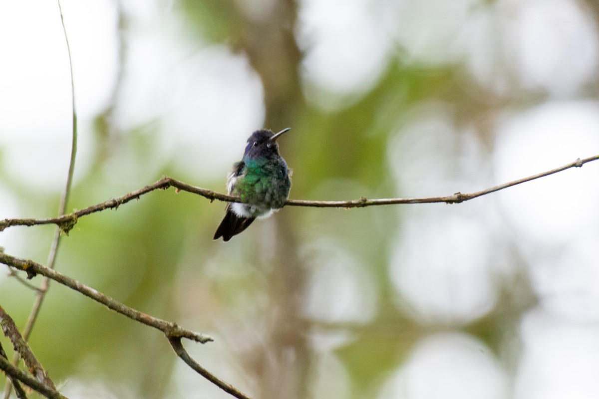 gyllenhalekolibri - ML615081032