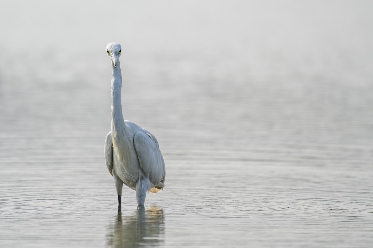 Little Egret - ML615081051