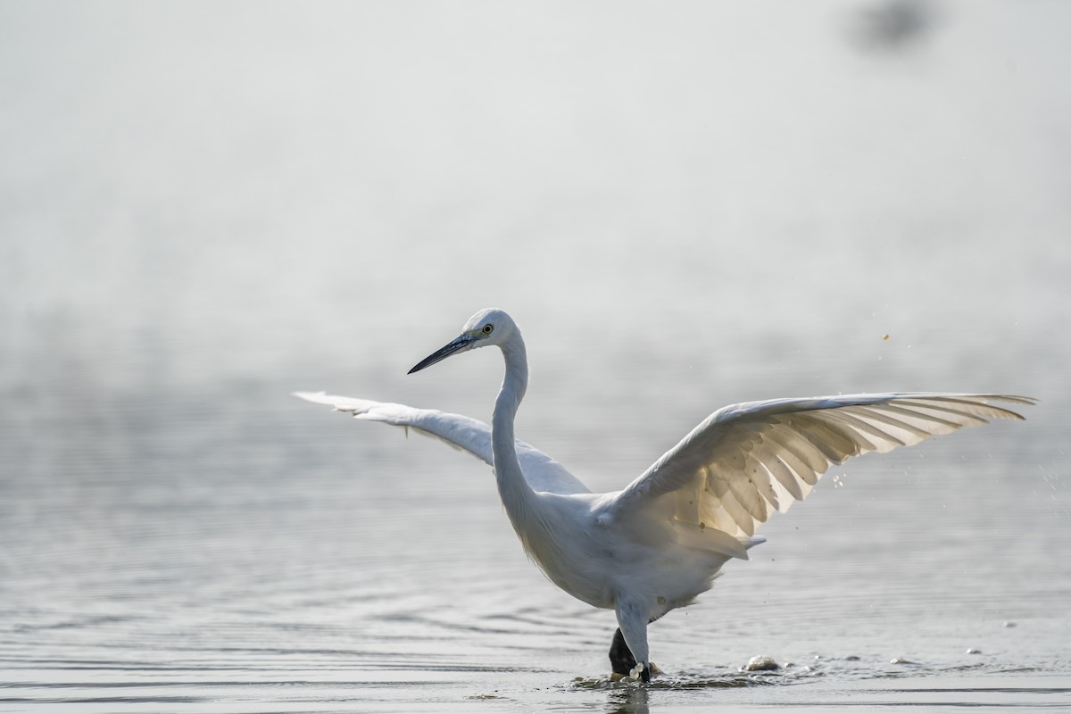 Little Egret - ML615081052