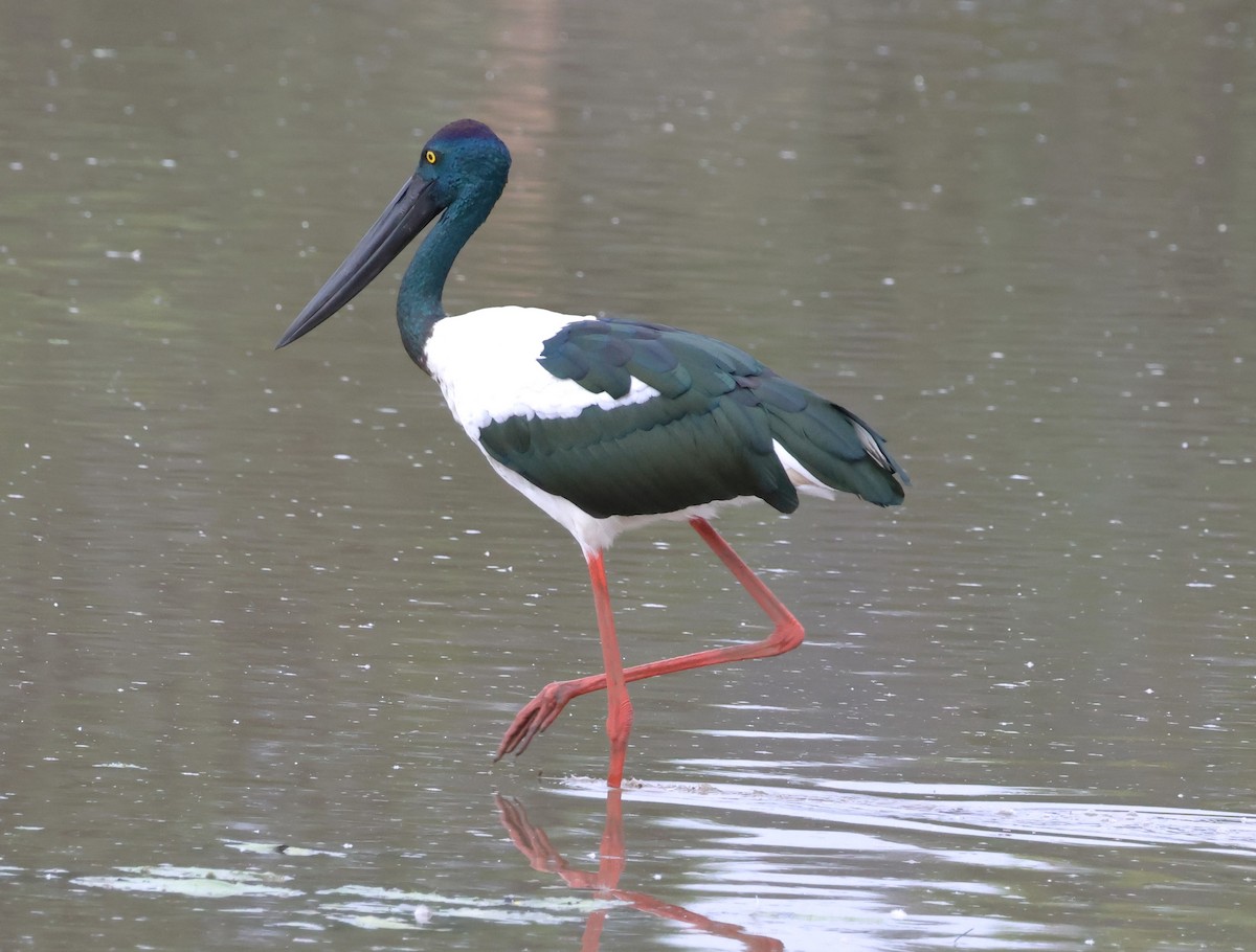 Black-necked Stork - ML615081072