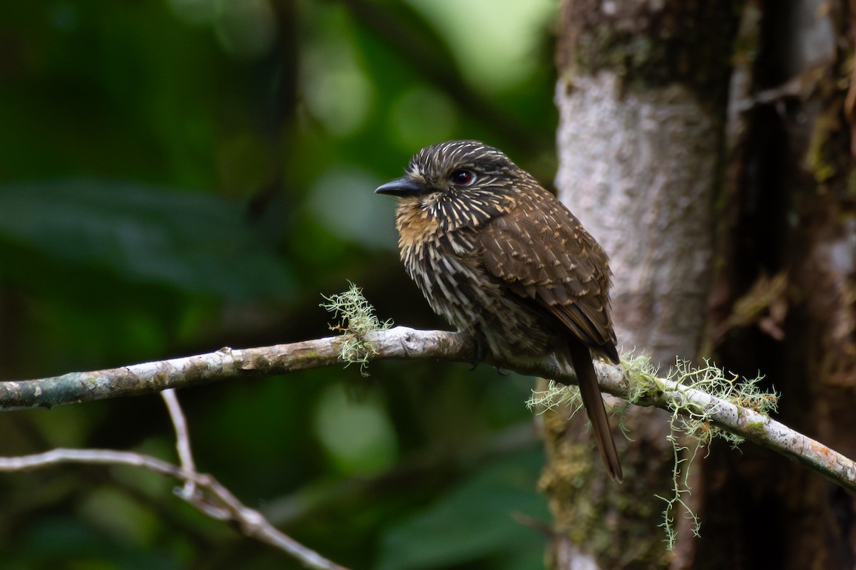 Black-streaked Puffbird - ML615081082