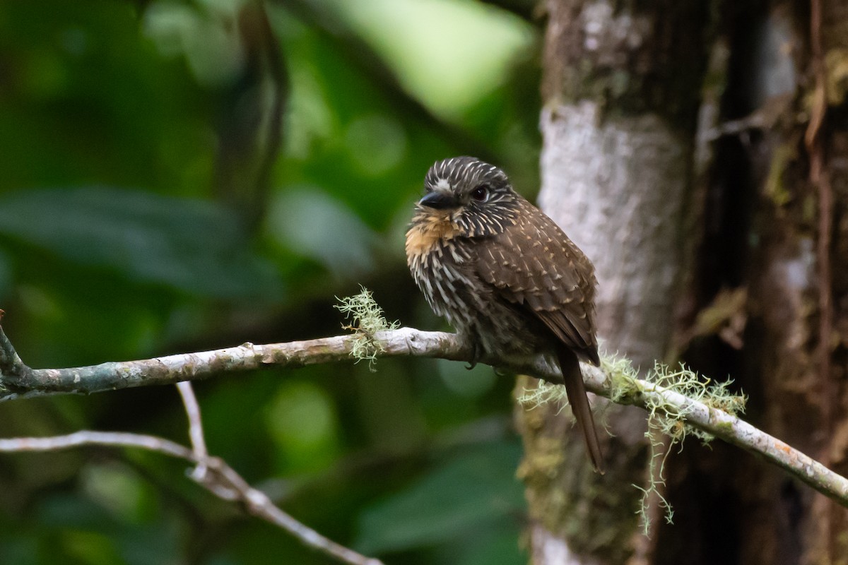 Black-streaked Puffbird - ML615081083