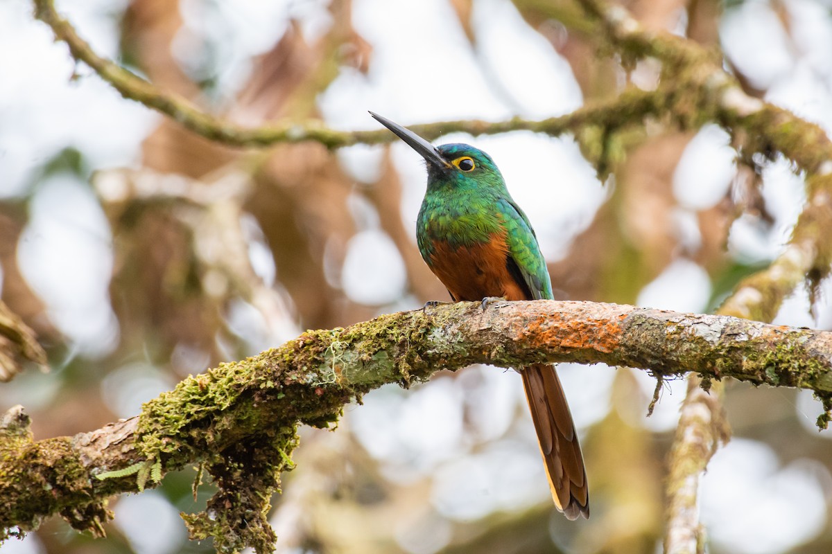 Coppery-chested Jacamar - ML615081108