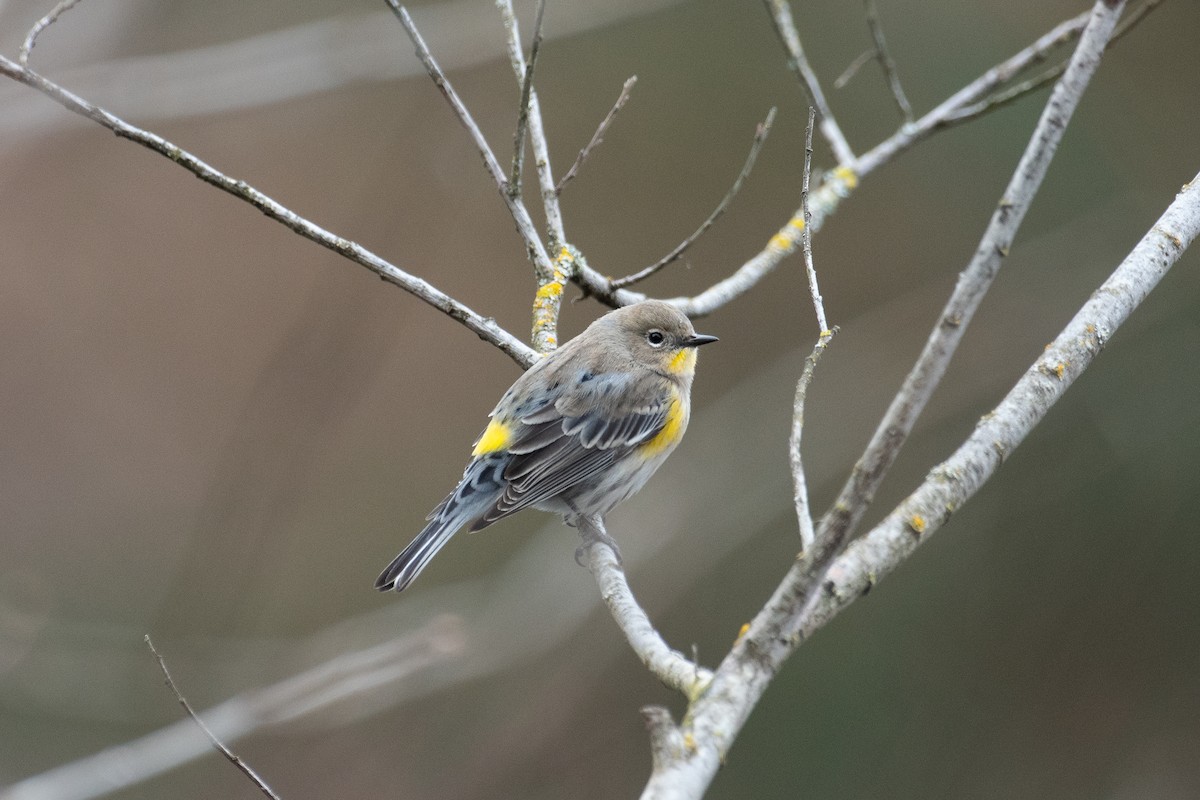 Yellow-rumped Warbler - ML615081147