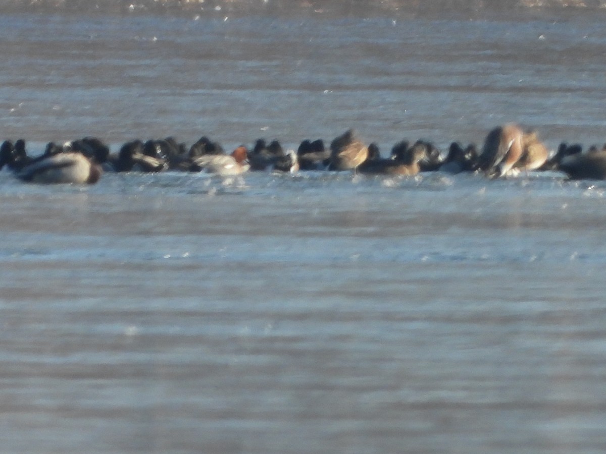 Eurasian Wigeon - ML615081194