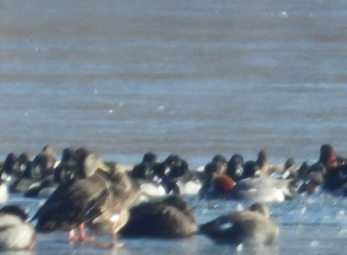 Eurasian Wigeon - Cynthia Norris