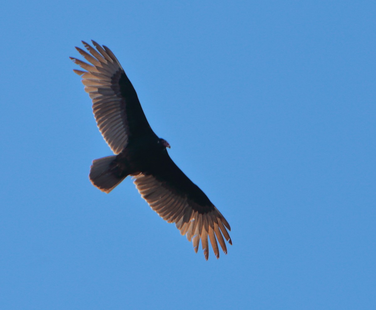 Turkey Vulture - ML615081291