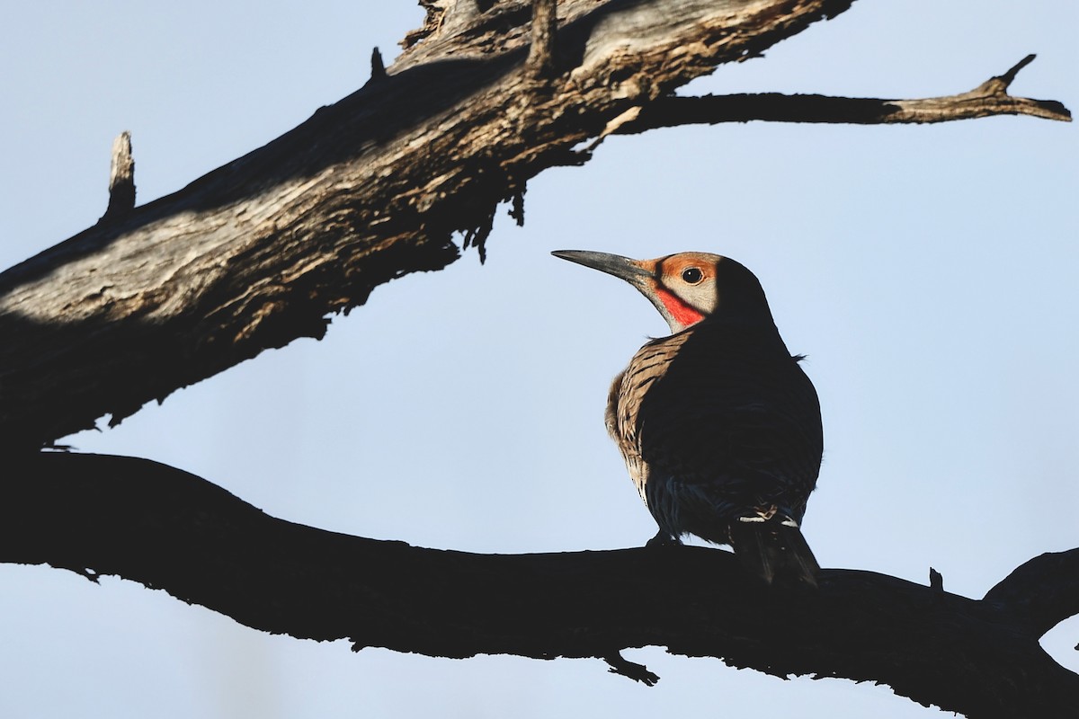 Northern Flicker - ML615081323