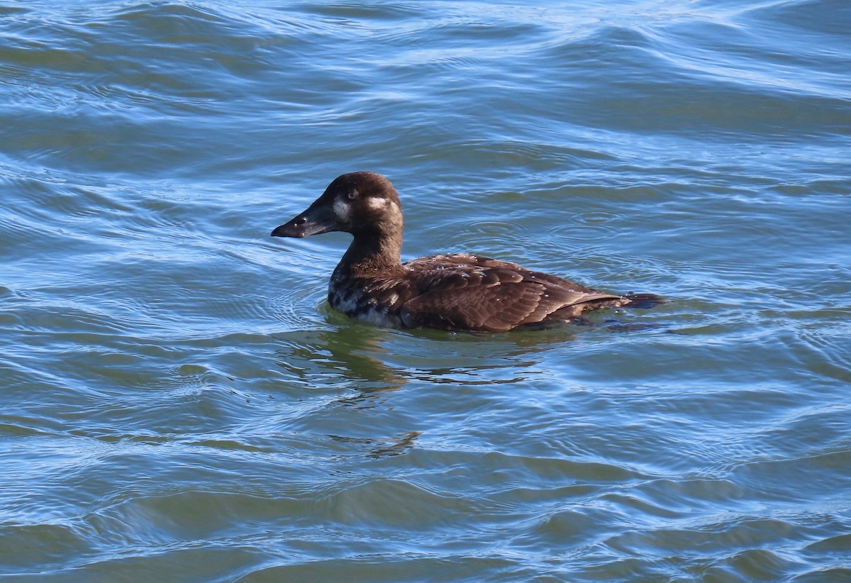 Surf Scoter - ML615081355