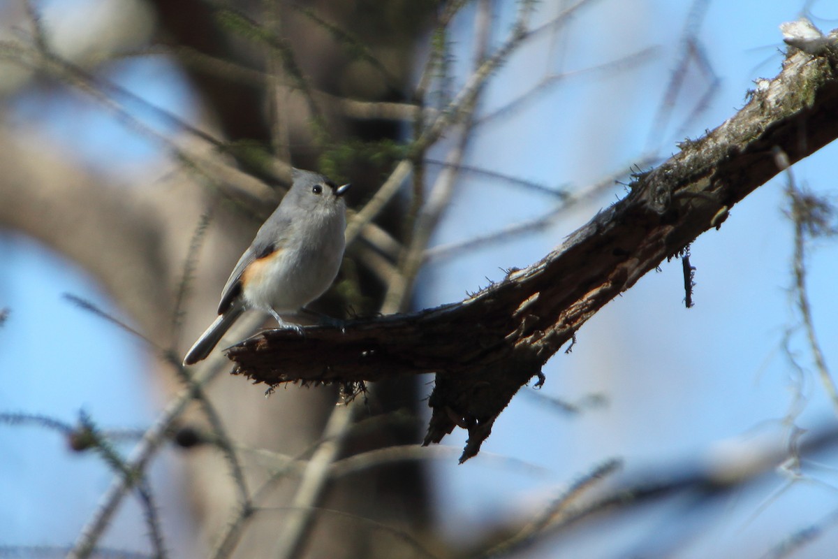 Tufted Titmouse - ML615081366