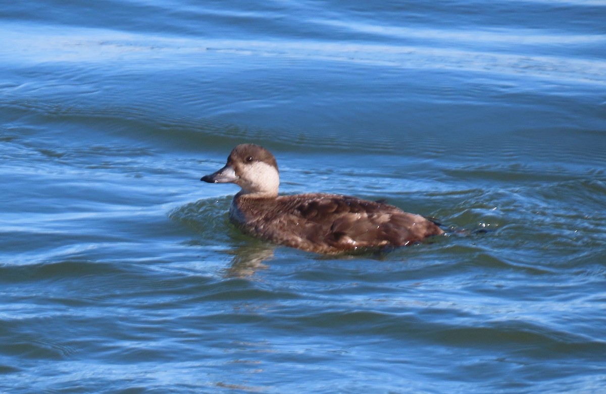 Black Scoter - ML615081391