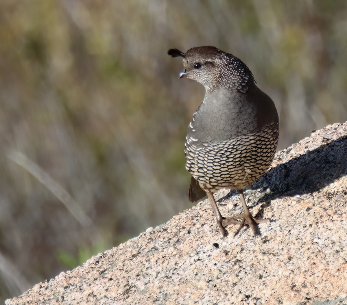 California Quail - ML615081411