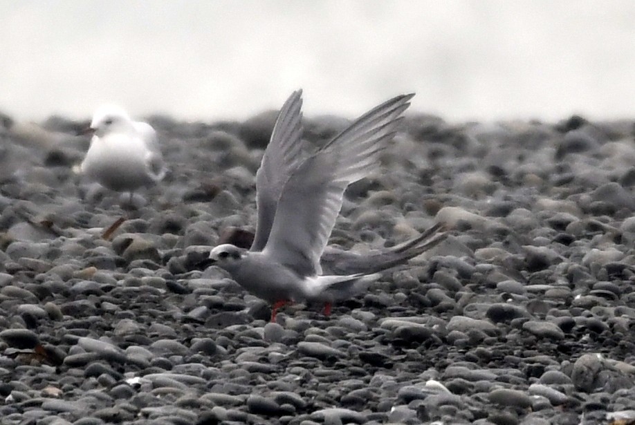 Black-fronted Tern - ML615081426