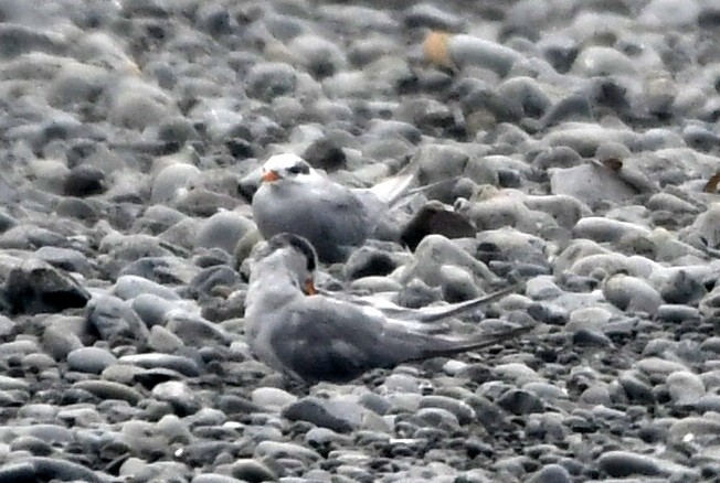 Black-fronted Tern - ML615081427