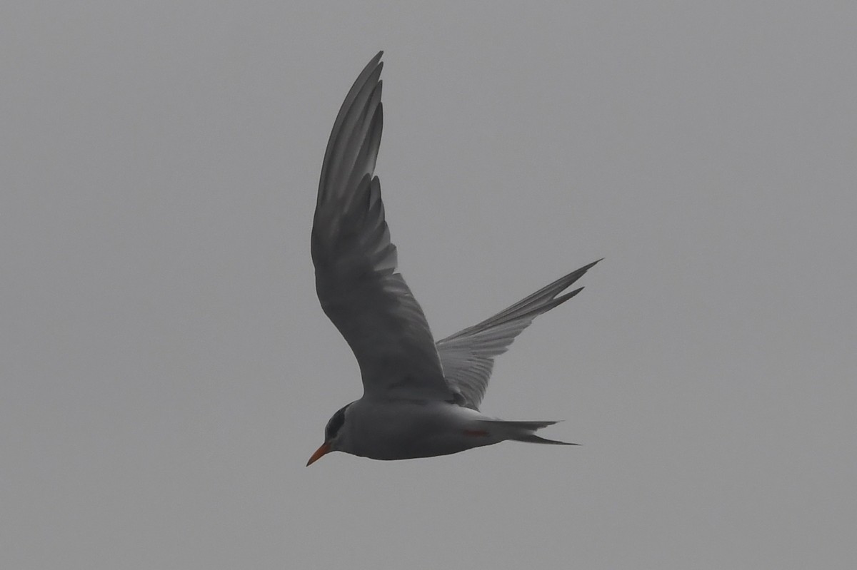 Black-fronted Tern - ML615081428