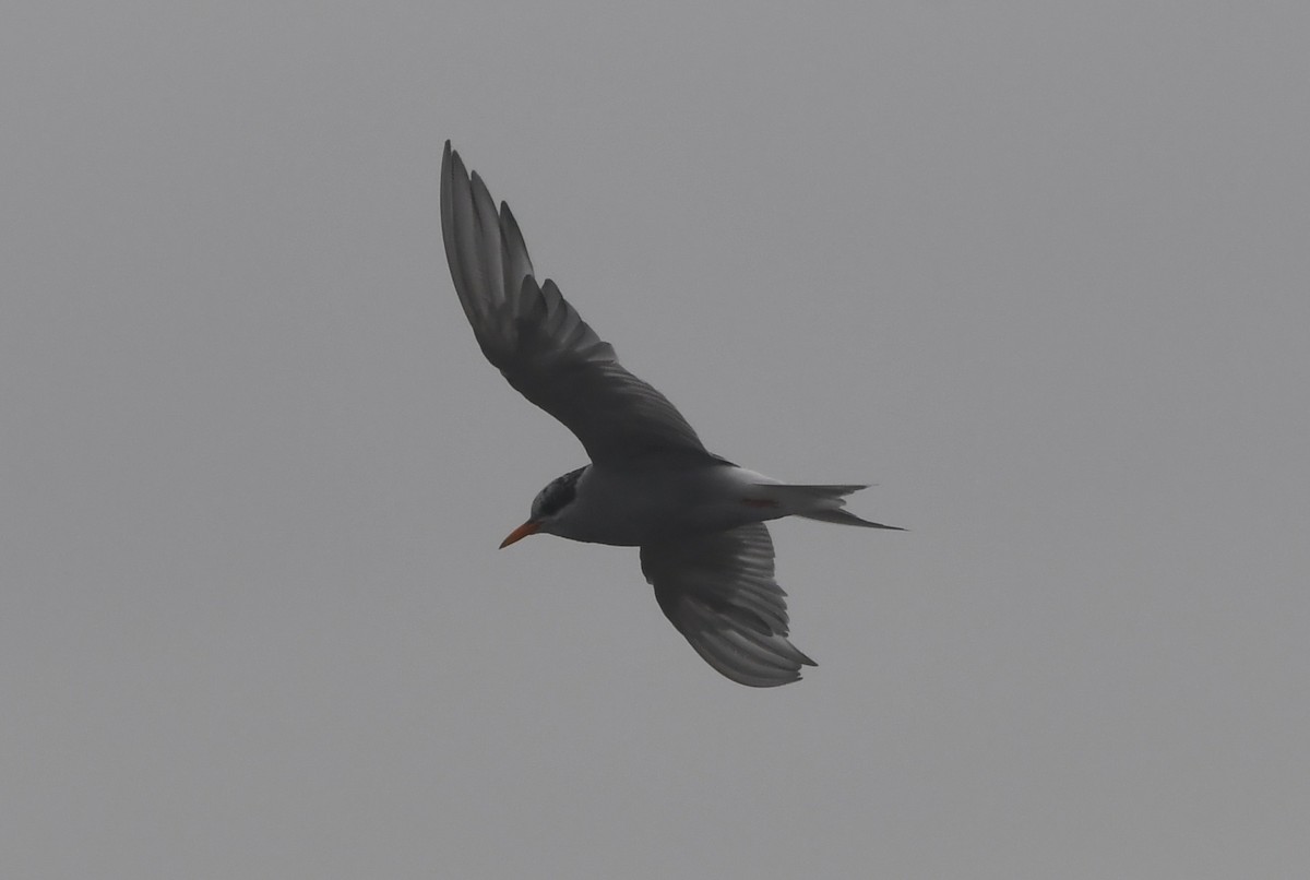 Black-fronted Tern - ML615081429