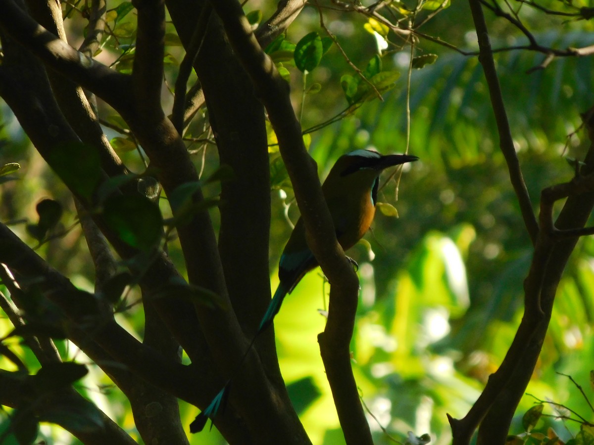 Turquoise-browed Motmot - ML615081479