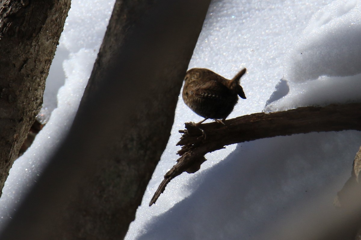 Winter Wren - Linda Miller