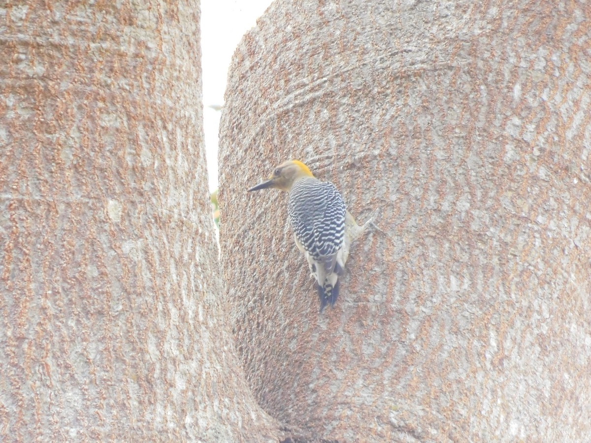 Hoffmann's Woodpecker - Perla Laguna