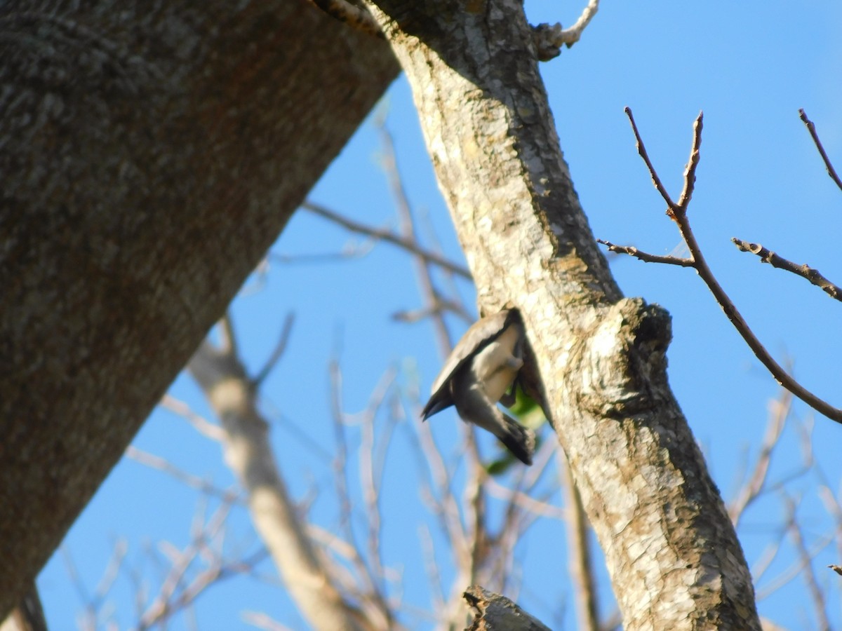 Masked Tityra - Perla Laguna