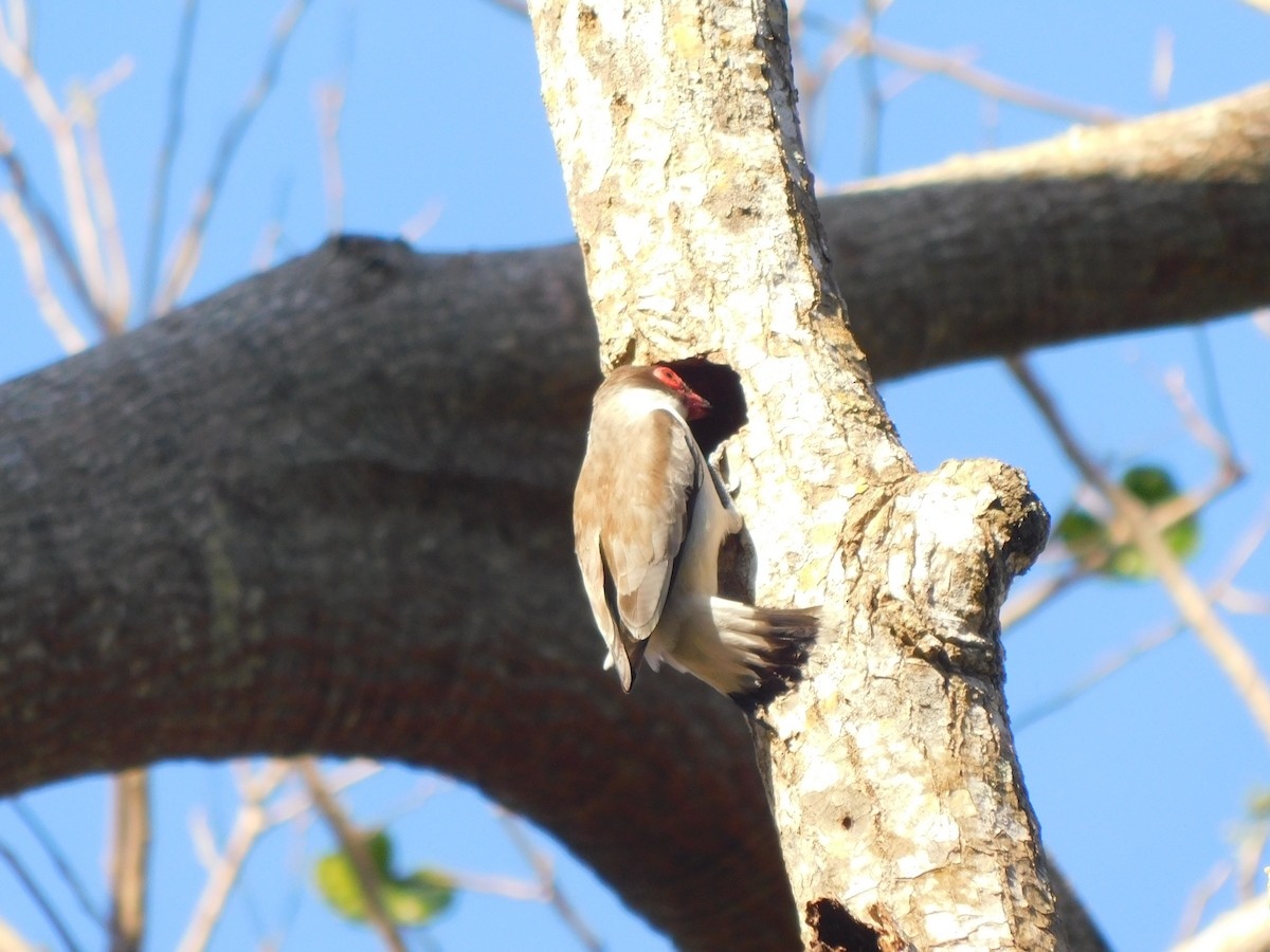 Masked Tityra - Perla Laguna