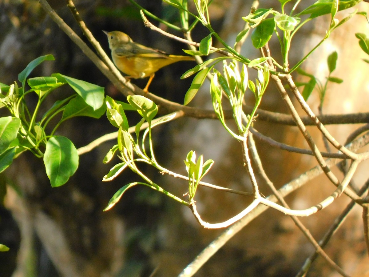 Yellow Warbler - Perla Laguna